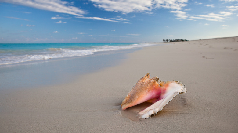 Conch shell on a beach