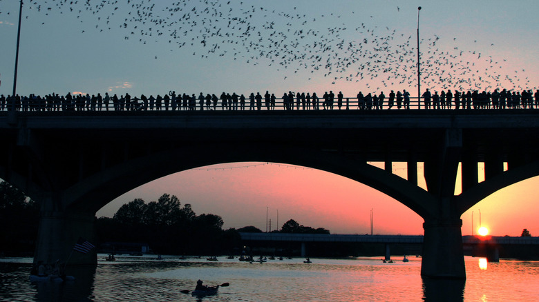 Bats above Congress Avenue Bridge sunset