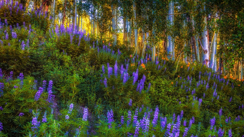 lupines on a hillside