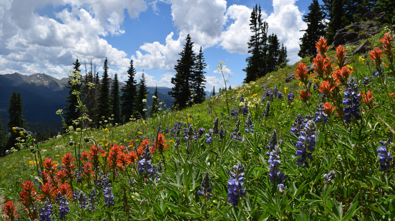 wildflowers in Crested Butte, Colorado