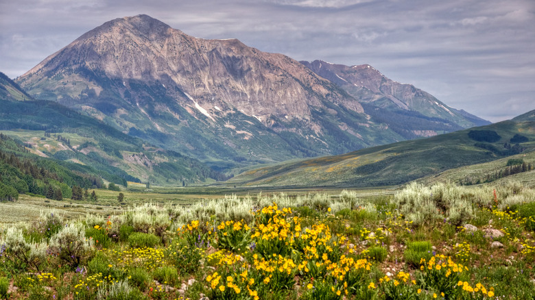 This Charming Town Is the Wildflower Capital of Colorado — Here's When to  Visit to See the Blooms Peak