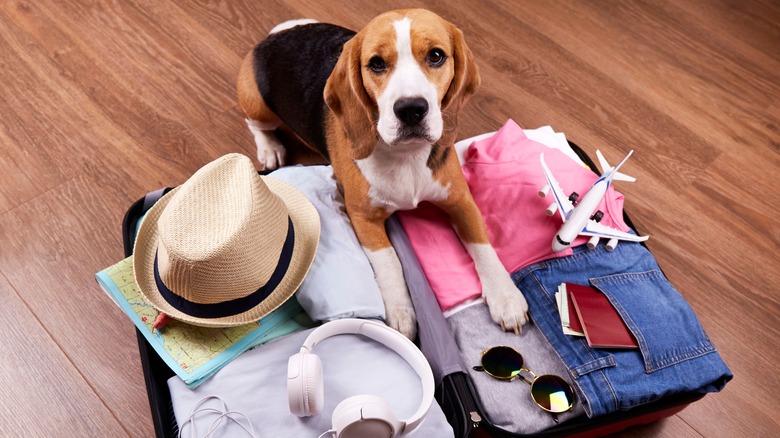 dog inside suitcase