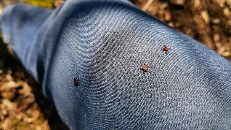 Three ticks on hiker's jeans 