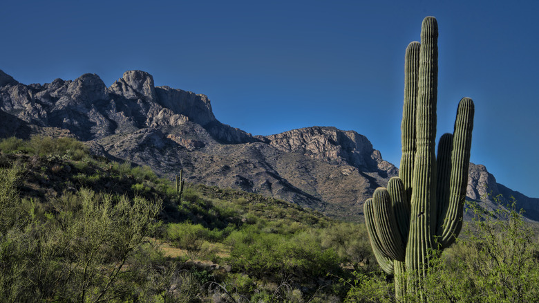 Catalina State Park Saguaro cactus blue skies