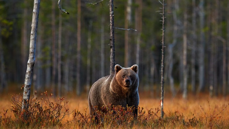 A bear in the woods