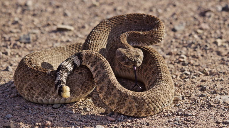 Rattlesnake sitting on gravel