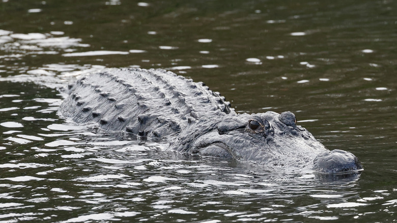 Alligator in Delray Beach Florida