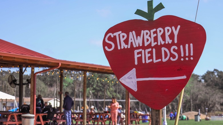 strawberry field sign near Orlando