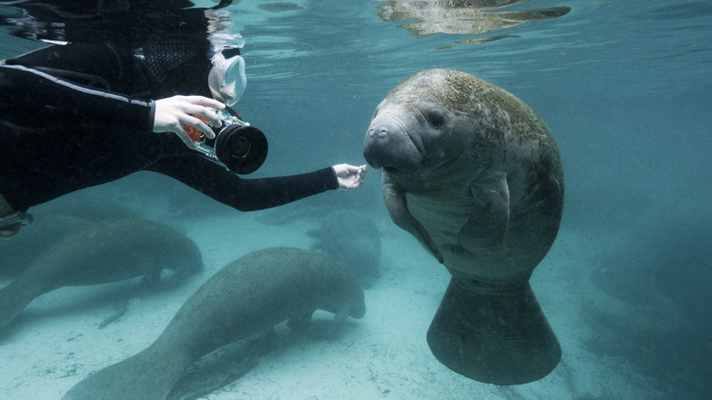 Swimming with a manatee