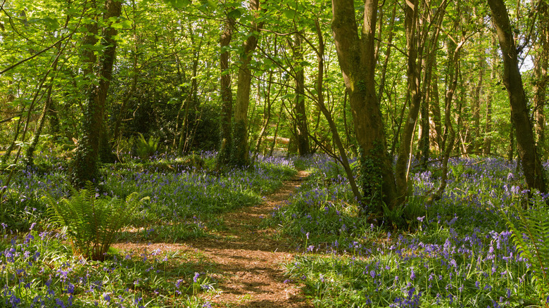 Tehidy Country Park