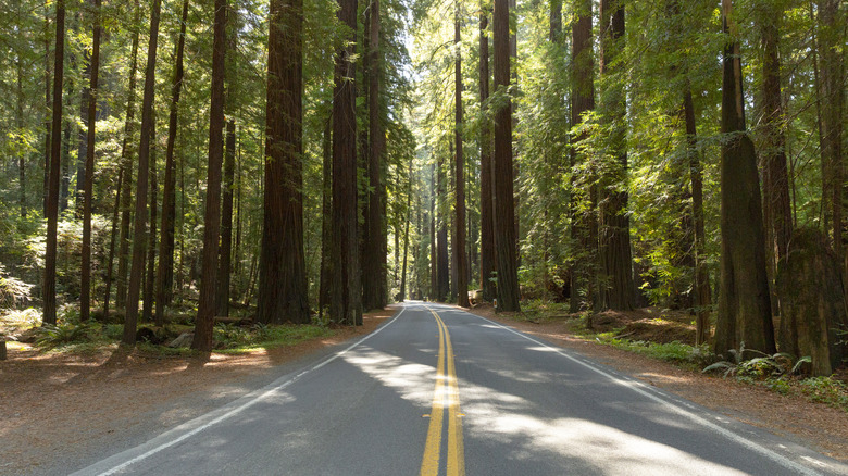 avenue of the giants