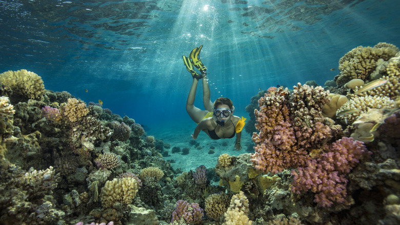 a snorkeler exploring corals