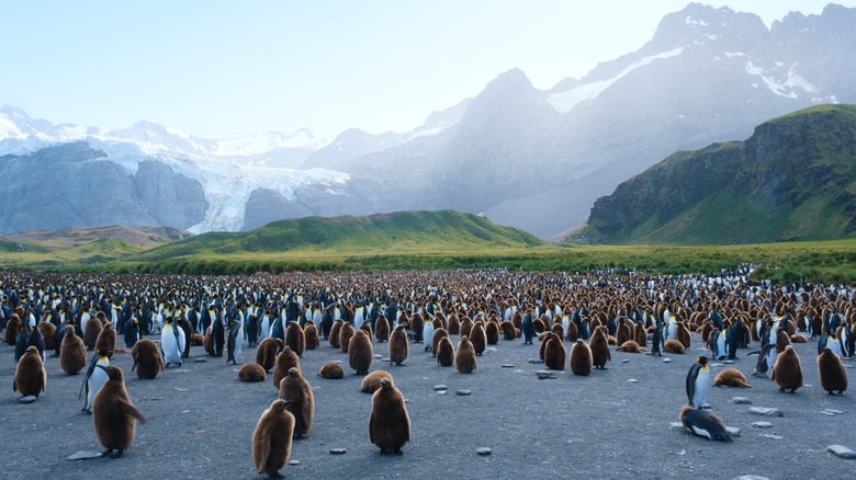 flock of penguins south georgia antarctica