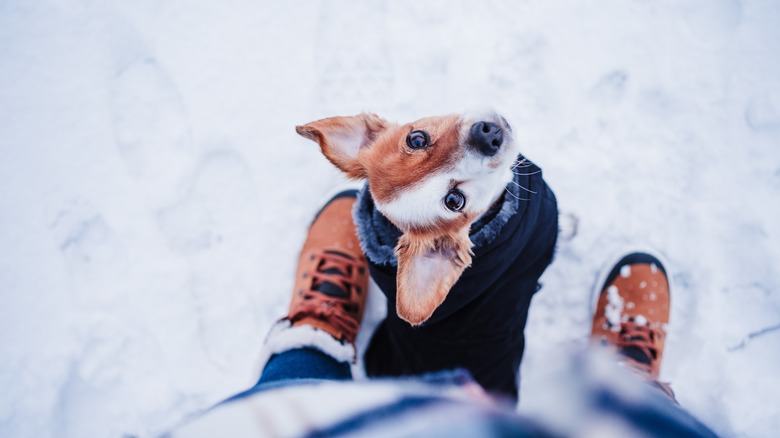 person and dog hiking in snow