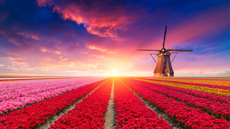 field of Tulips