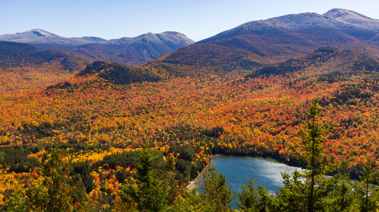 Autumn leaves Adirondacks