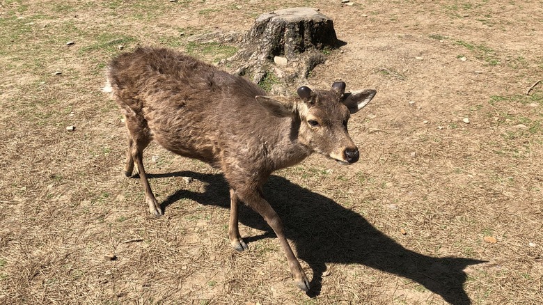 Deer with cut antlers Nara Park