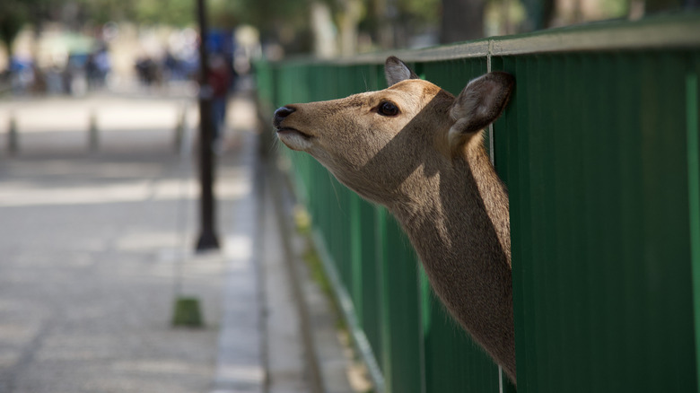 Deer head through fence Nara Park