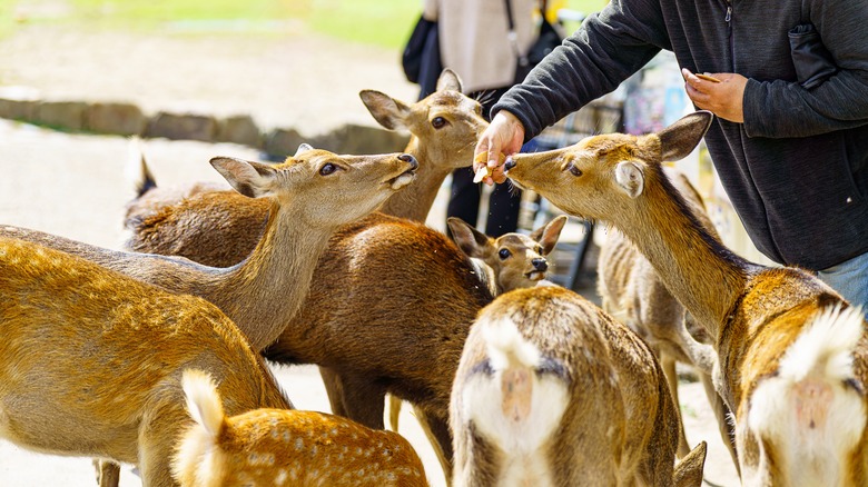 Tourist feeding multiple deer Nara Park