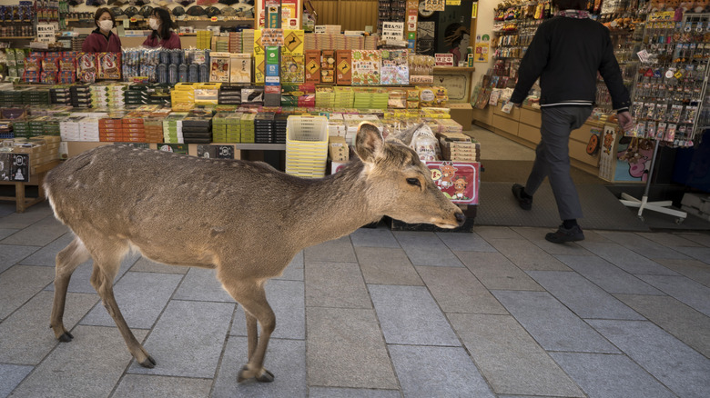 Wild deer outside store Nara Japan