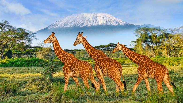 giraffes in tsavo park kenya