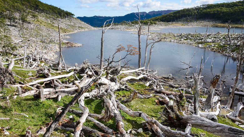 Beaver dam in Dientes de Navarino