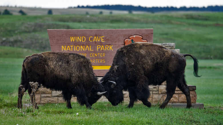 Bison locking horns in front of Wind Cave National Park sign