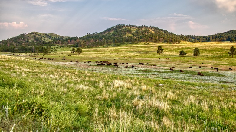 Bison roaming Wind Cave National Park