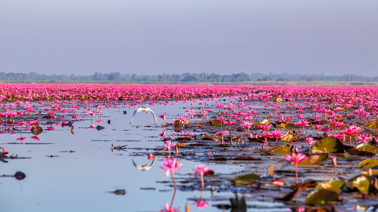 red lotus lake