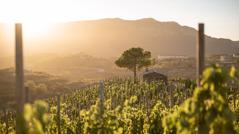 Mountain vineyards Priorat region Spain