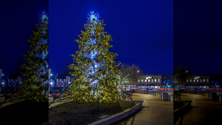 Annapolis Christmas Tree 
