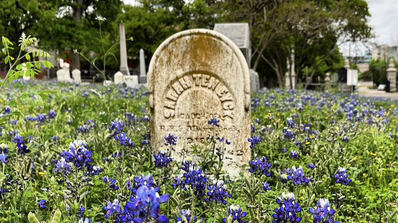 Oakwood Cemetery's graves and blue bonnets