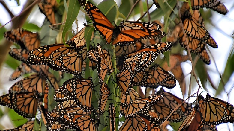 Monarchs on eucalyptus tree