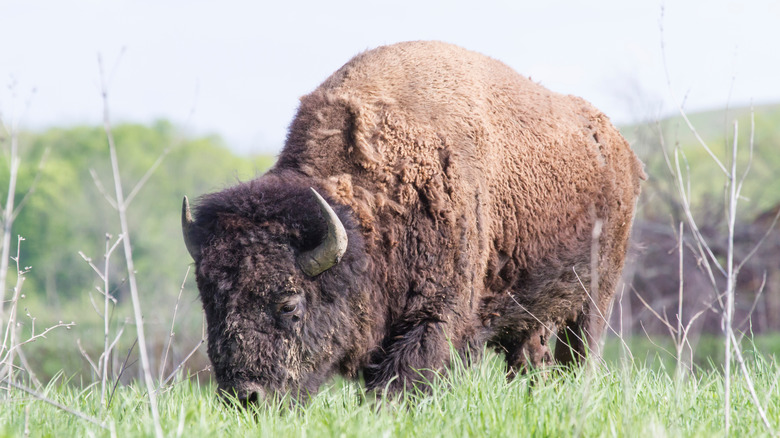 Midewin Prairie bison grazing
