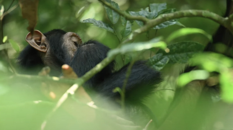 Chimpanzee in treetop through foliage