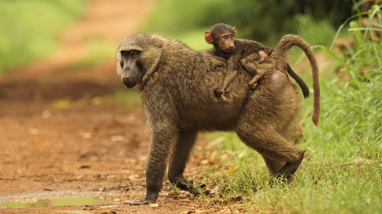 Mother and baby olive baboon 