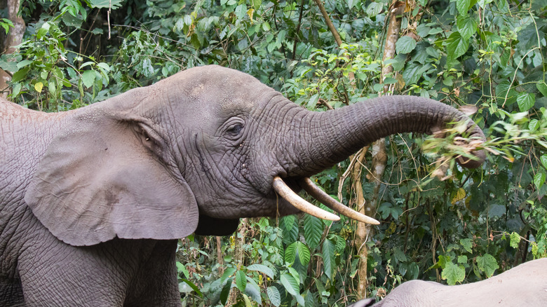 Forest elephant eating at Kibale