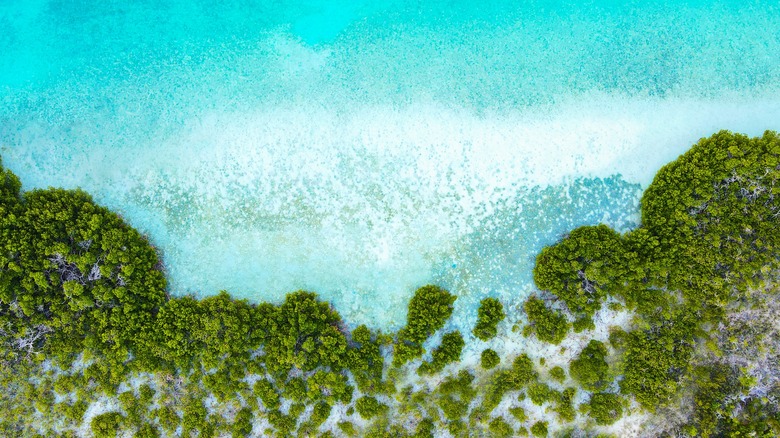 Mangroves of Turks and caicos