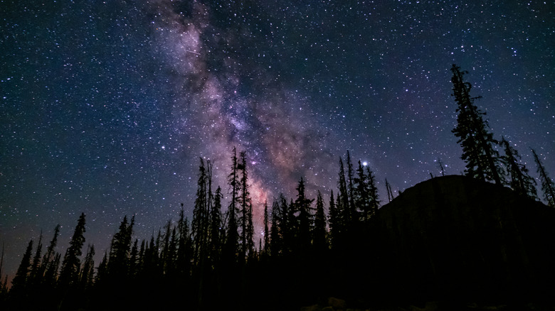 Starry skies over row of trees