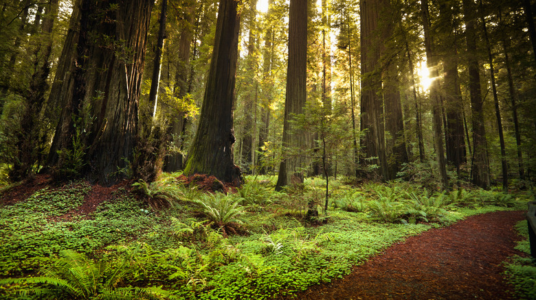 Humboldt Redwood State Park in California