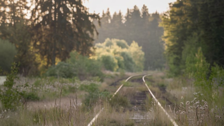 Railroad tracks, overgrown with grass, extend into the distance