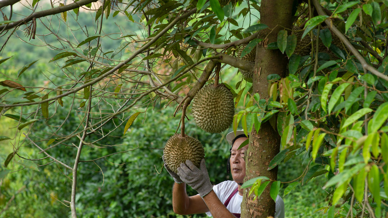Durian tree in Malaysia