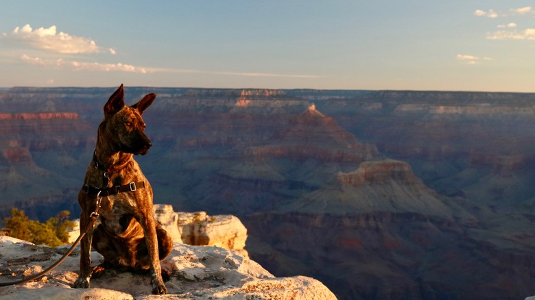 Dog sitting by the Grand Canyon