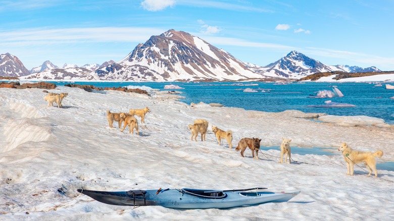 Glacial landscape with Greenland dogs