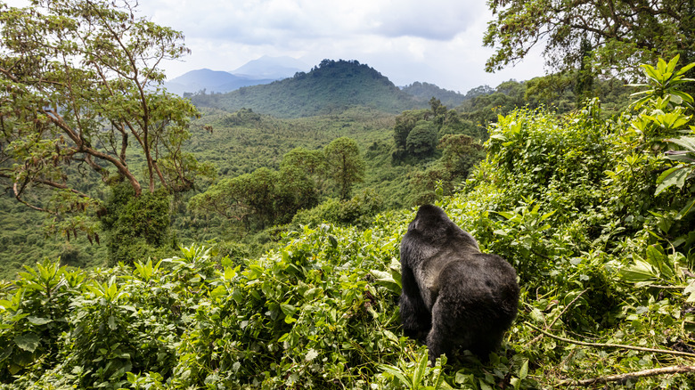 Mountain gorilla overlooking jungle