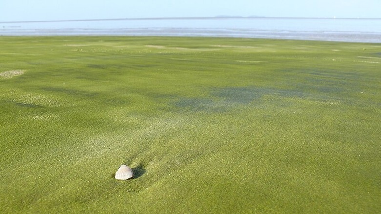 green sands of Kourou
