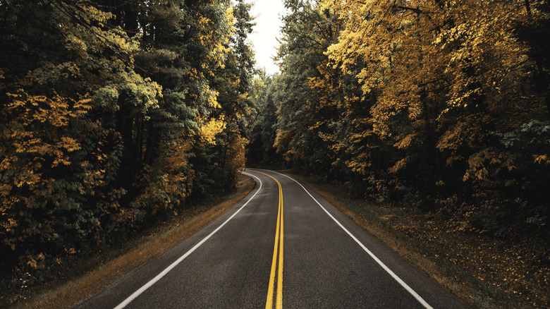 Road surrounded by autumnal forest