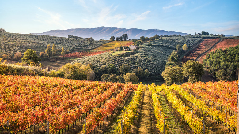 Wineries in Umbria