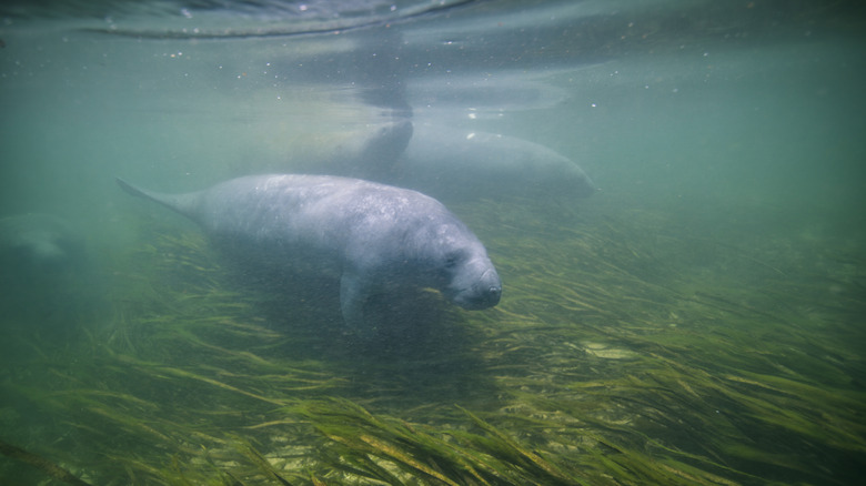 A manatee swims the clear waters of Wakulla Springs