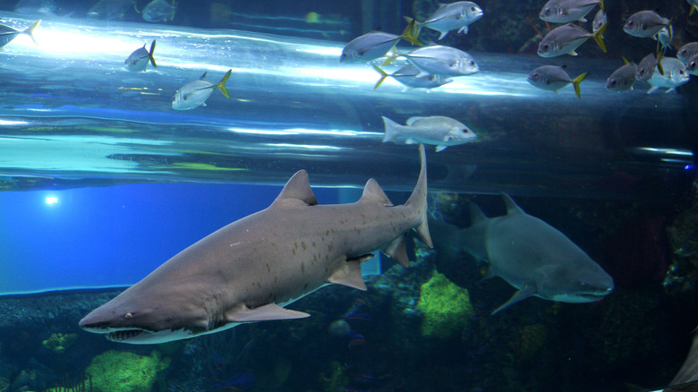 tube behind sharks and fish